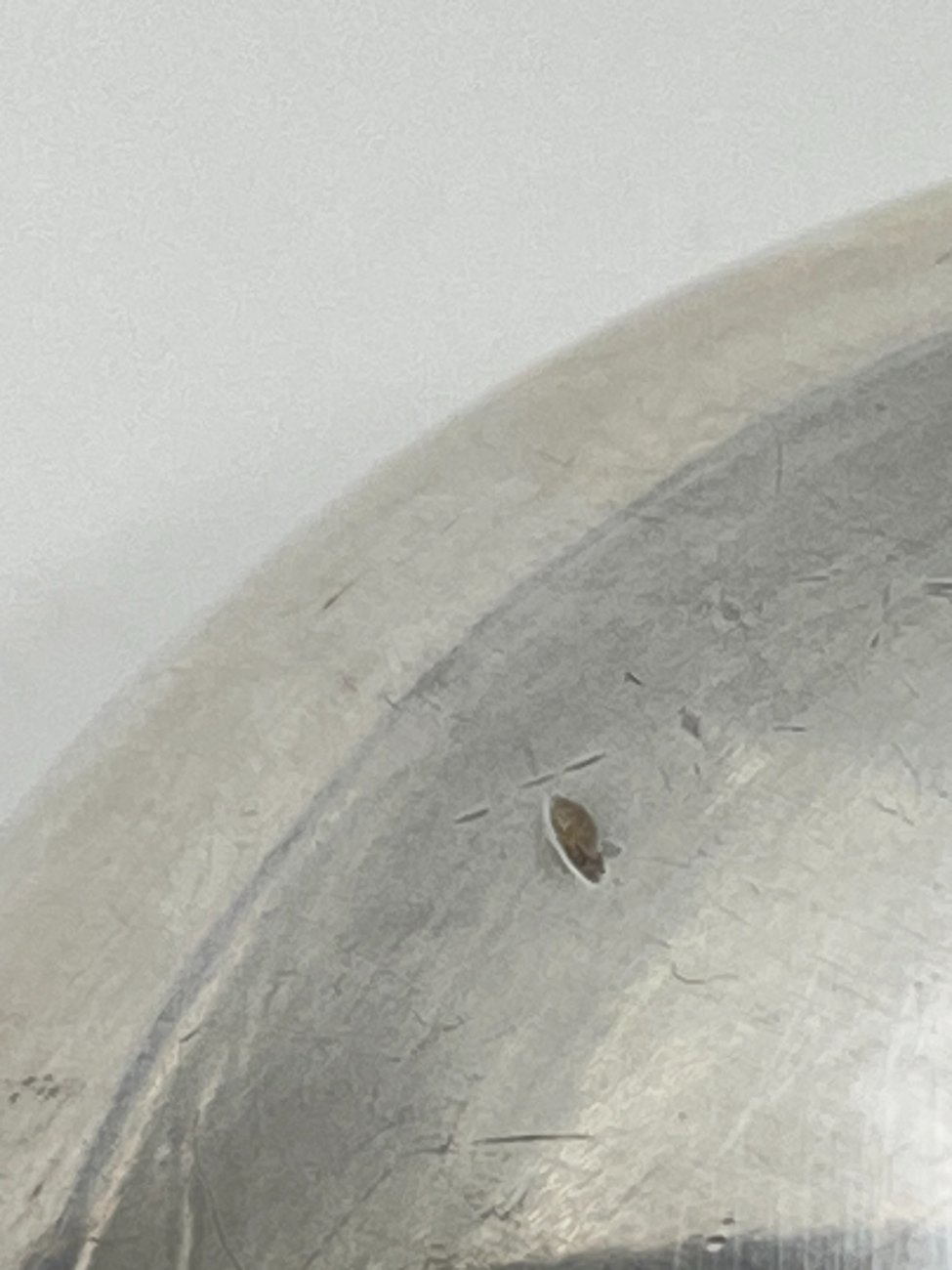 HN0683-stalo-irankiai-7 Sidabrinis šaukštas, praba 800 (1950 m., Šveicarija) 18×5,5×3,5 cm