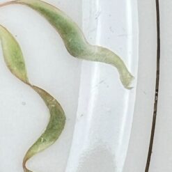 Veritable Porcelaine serviravimo lėkštė su žuvų atvaizdu 26,5×34,5×3,5 cm