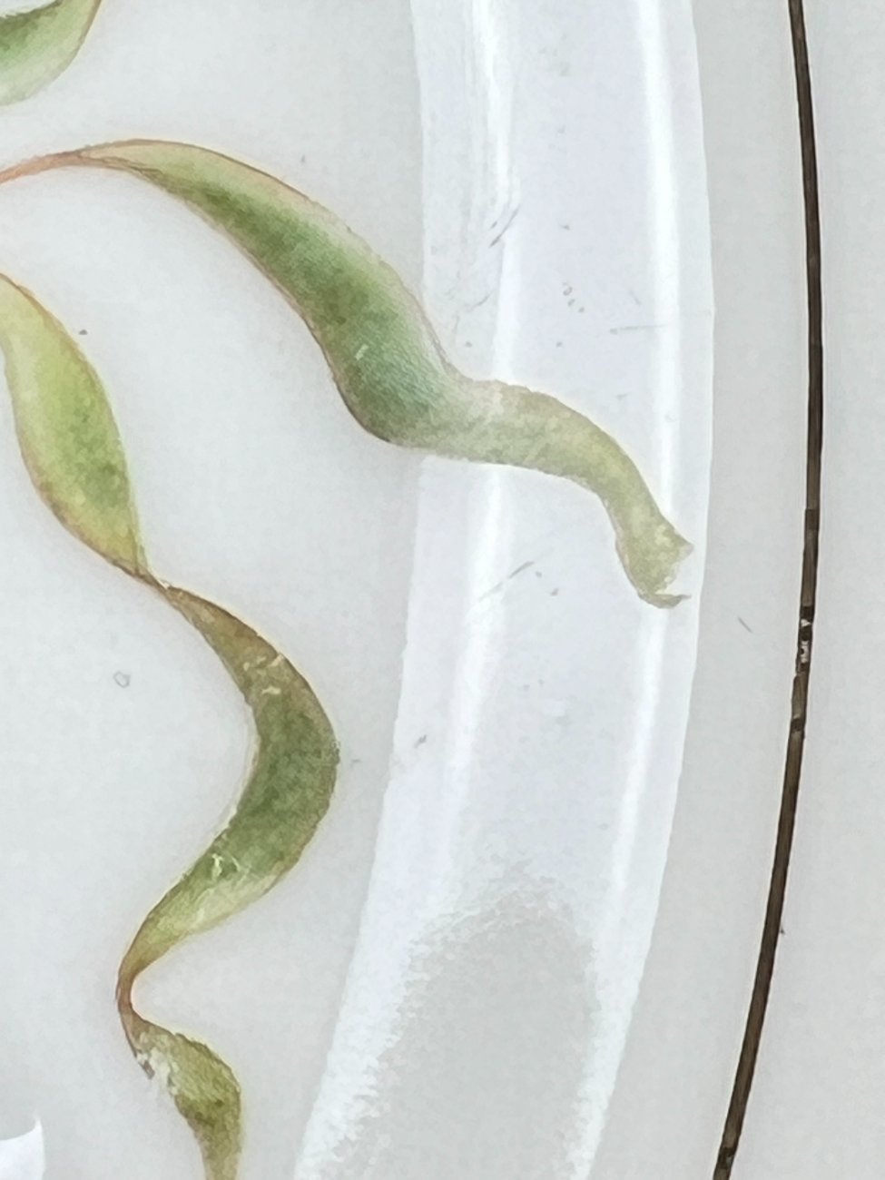 DN0237-servizu-dalys-9 Veritable Porcelaine serviravimo lėkštė su žuvų atvaizdu 26,5×34,5×3,5 cm