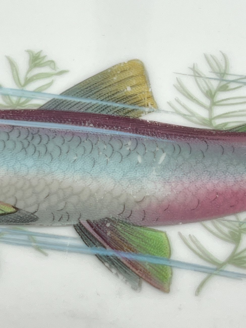 DN0240-servizu-dalys-7 Porcelianinė Winterling serviravimo lėkštė su žuvies atvaizdu 19x29x2,5 cm