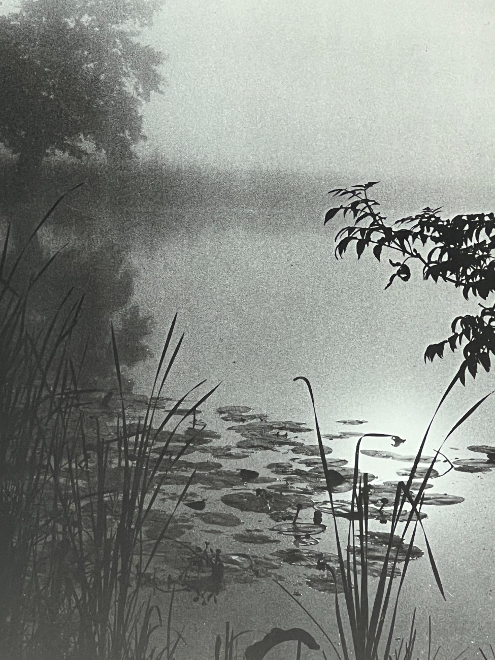 HN1118-grafika-ir-printai-3 Migloto gamtos peizažo printas mediniame rėme su stiklu 2×32,5×40 cm