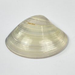 Japoniška Kai – awase žaidimo kriauklė, dekoruota piešiniu 7×8,5×2,5 cm