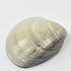 Japoniška Kai – awase žaidimo kriauklė, dekoruota piešiniu 7×8,5×2,5 cm