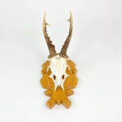 Sieninė pakabinama dekoracija gyvūno kaukolė su ragais 17,5x14x35 cm