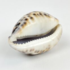 Jūrinės sraigės "Cypraea tigris" kriauklė 6x8x4 cm