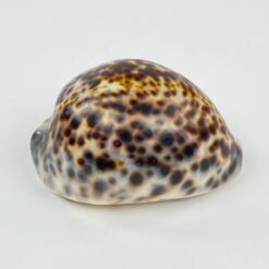 Jūrinės sraigės “Cypraea tigris” kriauklė 6x8x4 cm