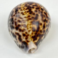 Jūrinės sraigės “Cypraea tigris” kriauklė 6x8x4 cm