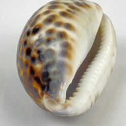 Jūrinės sraigės “Cypraea tigris” kriauklė 6x8x4 cm