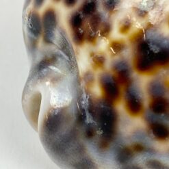 Jūrinės sraigės “Cypraea tigris” kriauklė 6x8x4 cm