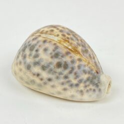 Jūrinės sraigės “Cypraea tigris” kriauklė 6x8x4 cm