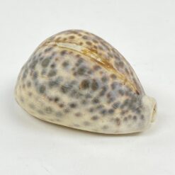 Jūrinės sraigės “Cypraea tigris” kriauklė 6x8x4 cm