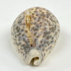 Jūrinės sraigės “Cypraea tigris” kriauklė 6x8x4 cm