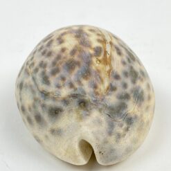 Jūrinės sraigės “Cypraea tigris” kriauklė 6x8x4 cm