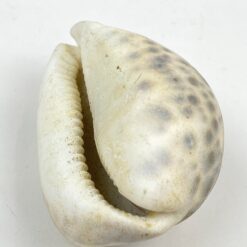 Jūrinės sraigės “Cypraea tigris” kriauklė 6x8x4 cm