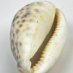 Jūrinės sraigės “Cypraea tigris” kriauklė 6x8x4 cm