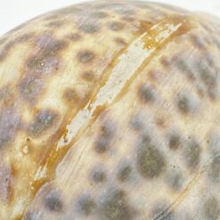 Jūrinės sraigės “Cypraea tigris” kriauklė 6x8x4 cm