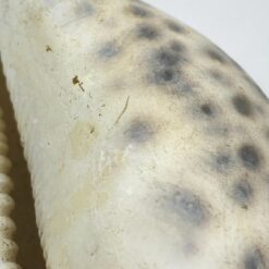 Jūrinės sraigės “Cypraea tigris” kriauklė 6x8x4 cm