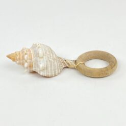 Jūros kriauklė ant medinio padėklo 5x9x5 cm