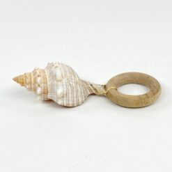 Jūros kriauklė ant medinio padėklo 5x9x5 cm