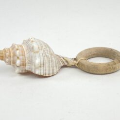 Jūros kriauklė ant medinio padėklo 5x9x5 cm