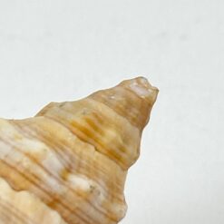 Jūros kriauklė ant medinio padėklo 5x9x5 cm