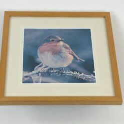 Paukščio fotografija rėme 11x19,5x19,5 cm