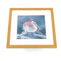 Paukščio fotografija rėme 11×19,5×19,5 cm