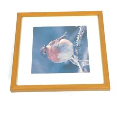 Paukščio fotografija rėme 11×19,5×19,5 cm