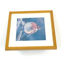 Paukščio fotografija rėme 11×19,5×19,5 cm