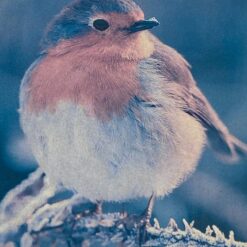 Paukščio fotografija rėme 11×19,5×19,5 cm