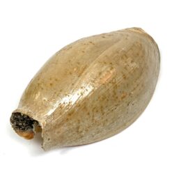 Jūrinė Melo melo kriauklė 13,5x27x9,5 cm