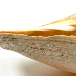 Jūrinė Melo melo kriauklė 13,5x27x9,5 cm