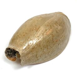 Jūrinė Melo melo kriauklė 13,5x27x9,5 cm