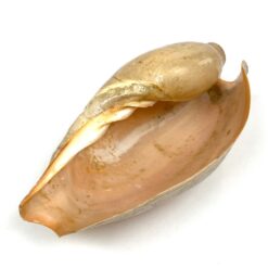 Jūrinė Melo melo kriauklė 13,5x27x9,5 cm