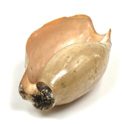 Jūrinė Melo melo kriauklė 13,5x27x9,5 cm