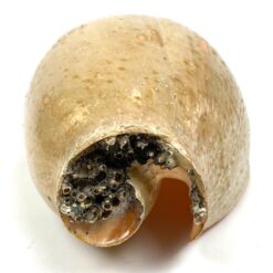 Jūrinė Melo melo kriauklė 13,5x27x9,5 cm