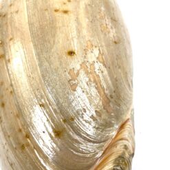 Jūrinė Melo melo kriauklė 13,5x27x9,5 cm