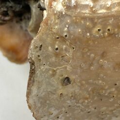 Jūrinė Melo melo kriauklė 13,5x27x9,5 cm