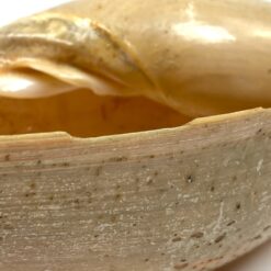 Jūrinė Melo melo kriauklė 13,5x27x9,5 cm