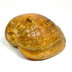 Jūrinė Melo melo kriauklė 15x20x9 cm