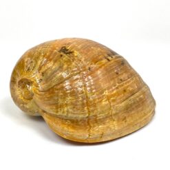 Jūrinė Melo melo kriauklė 15x20x9 cm