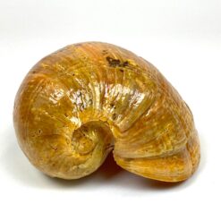 Jūrinė Melo melo kriauklė 15x20x9 cm