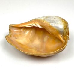 Jūrinė Melo melo kriauklė 15x20x9 cm