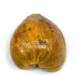 Jūrinė Melo melo kriauklė 15x20x9 cm