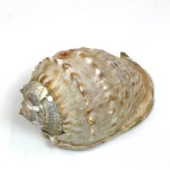 Jūrinė Conch kriauklė 11x18x9 cm