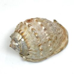 Jūrinė Conch kriauklė 11x18x9 cm