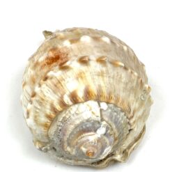 Jūrinė Conch kriauklė 11x18x9 cm