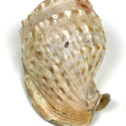 Jūrinė Conch kriauklė 11x18x9 cm