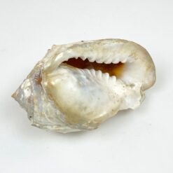 Jūrinė Conch kriauklė 11x18x9 cm