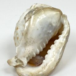 Jūrinė Conch kriauklė 11x18x9 cm